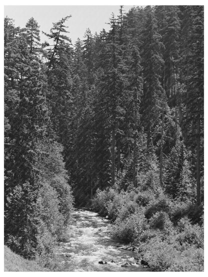 Salt Creek Willamette National Forest Oregon July 1942