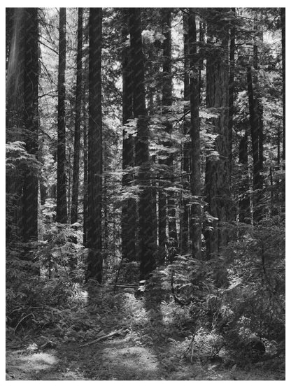 Willamette National Forest Oregon July 1942 Fern Landscape