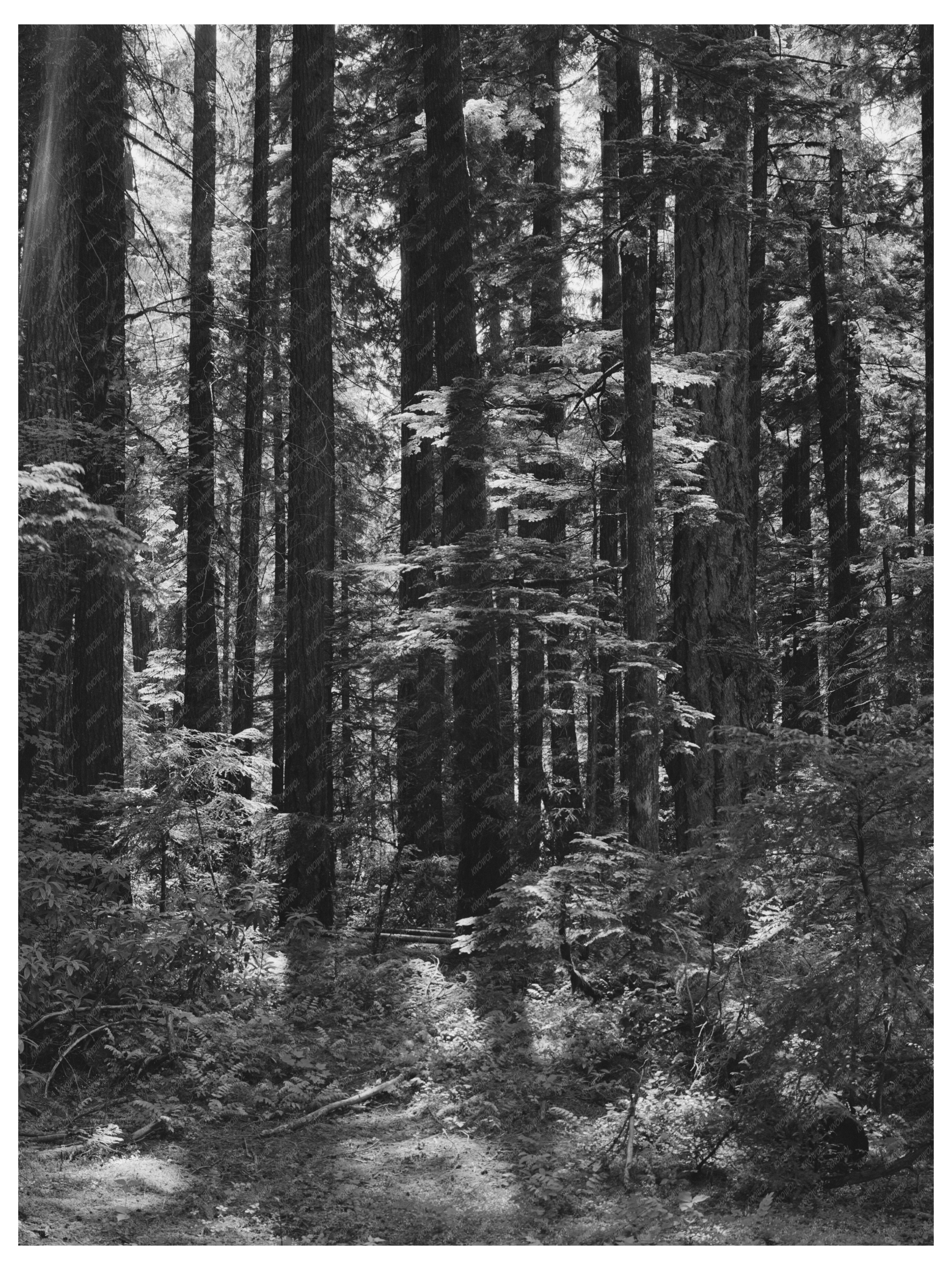 Willamette National Forest Oregon July 1942 Fern Landscape