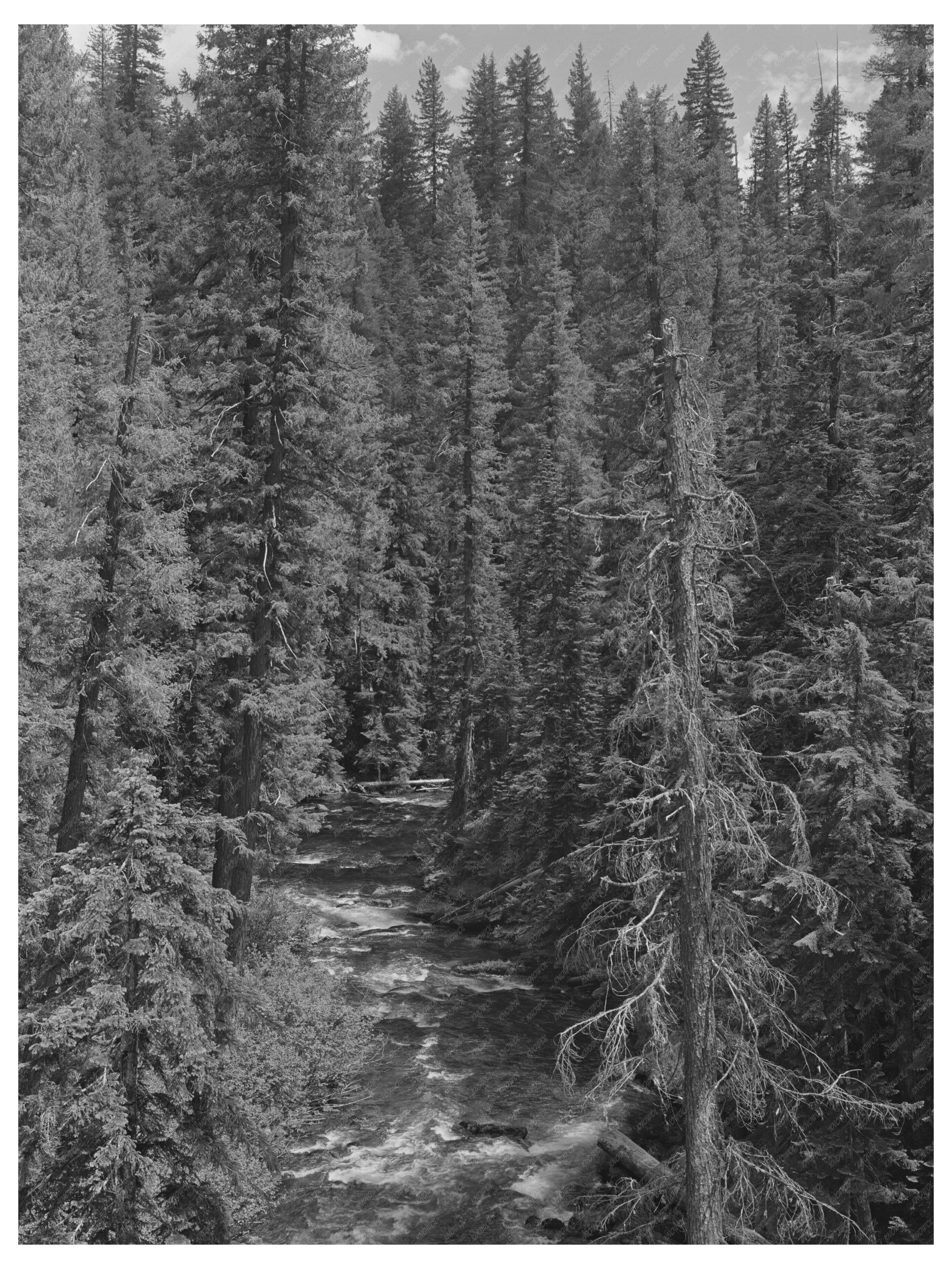 Rogue River National Forest Oregon July 1942 Scenic View