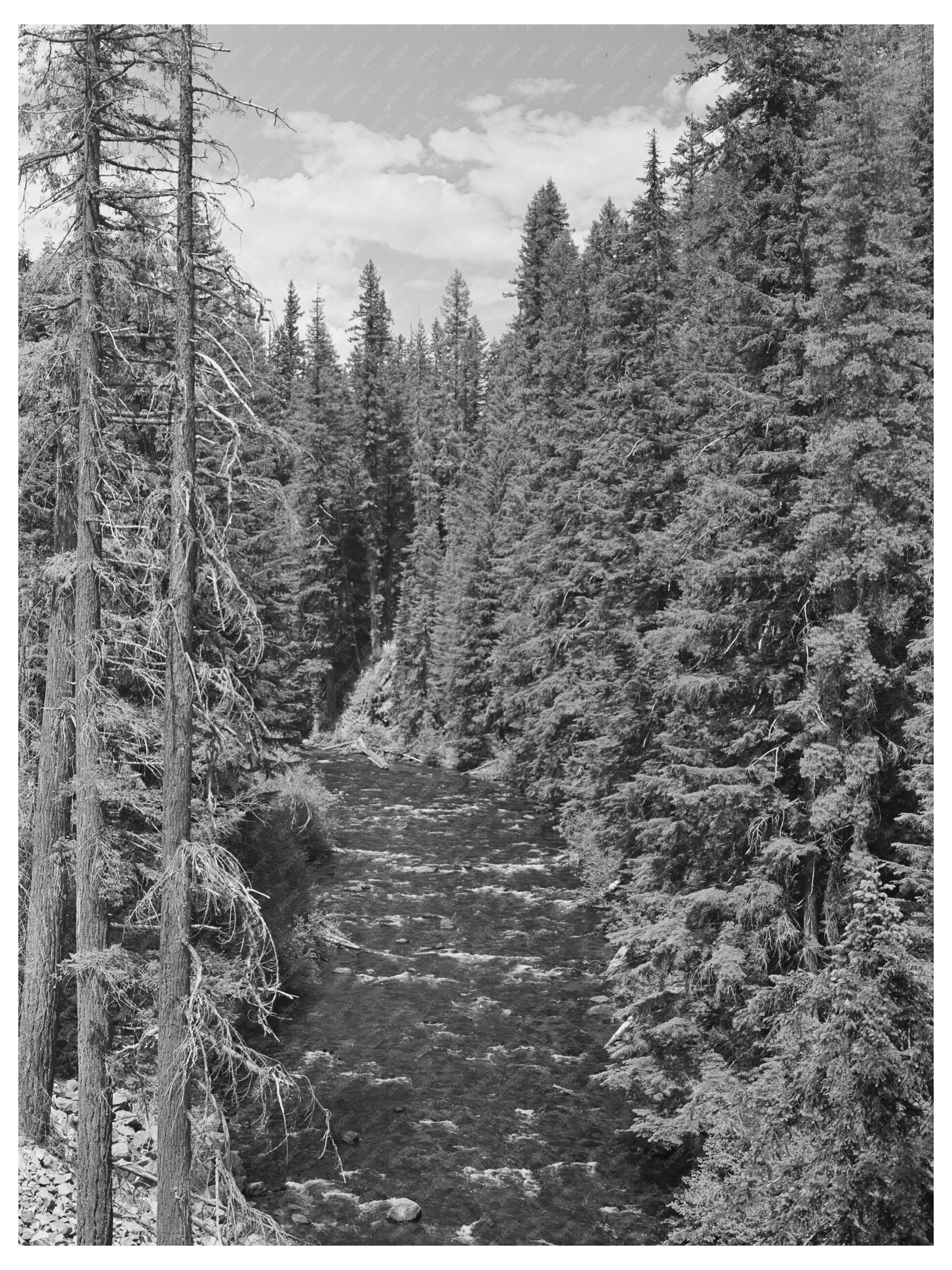 Rogue River National Forest Oregon July 1942 Landscape Image