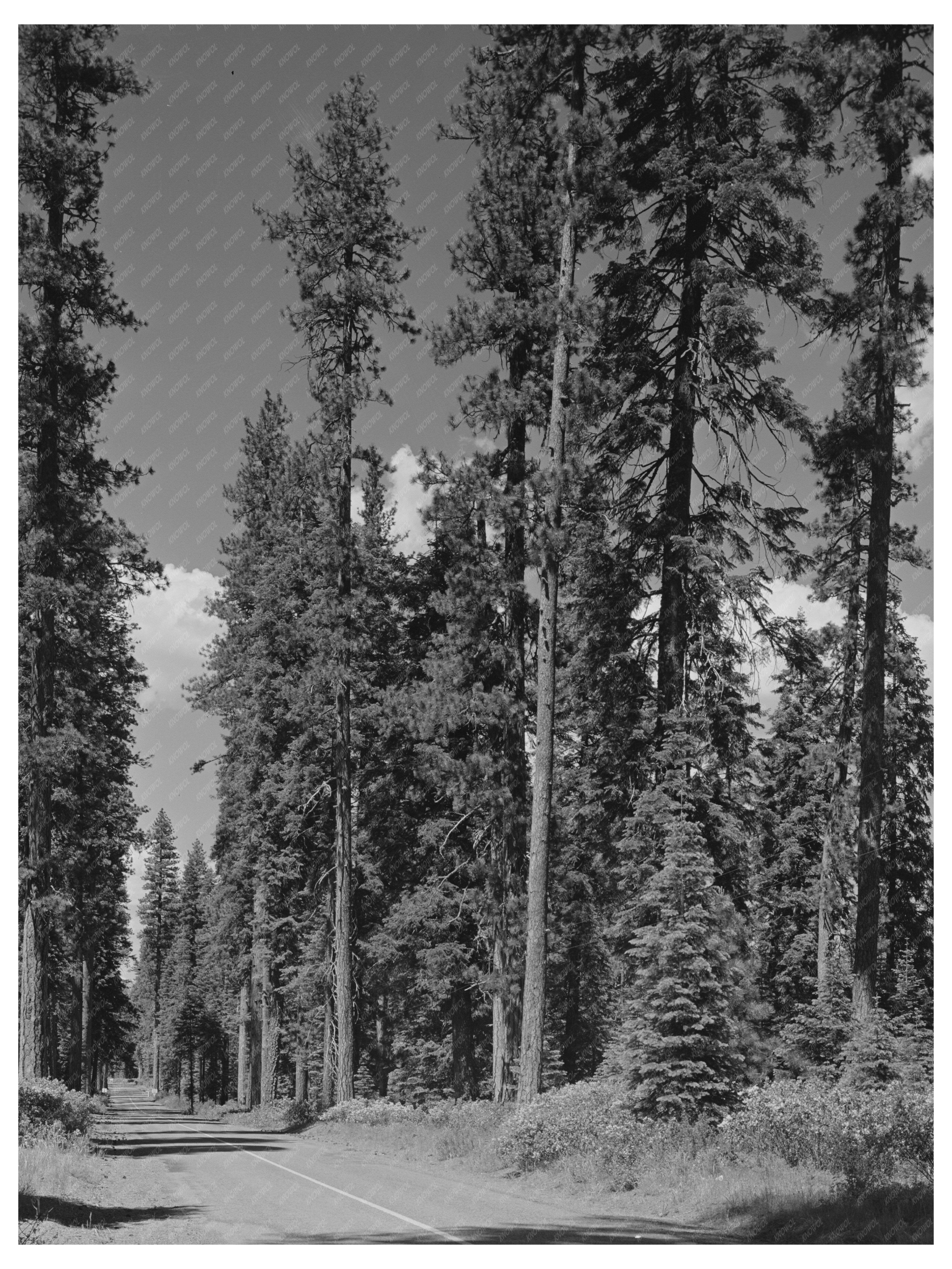 Tall Trees along State Highway 62 Klamath County Oregon 1942