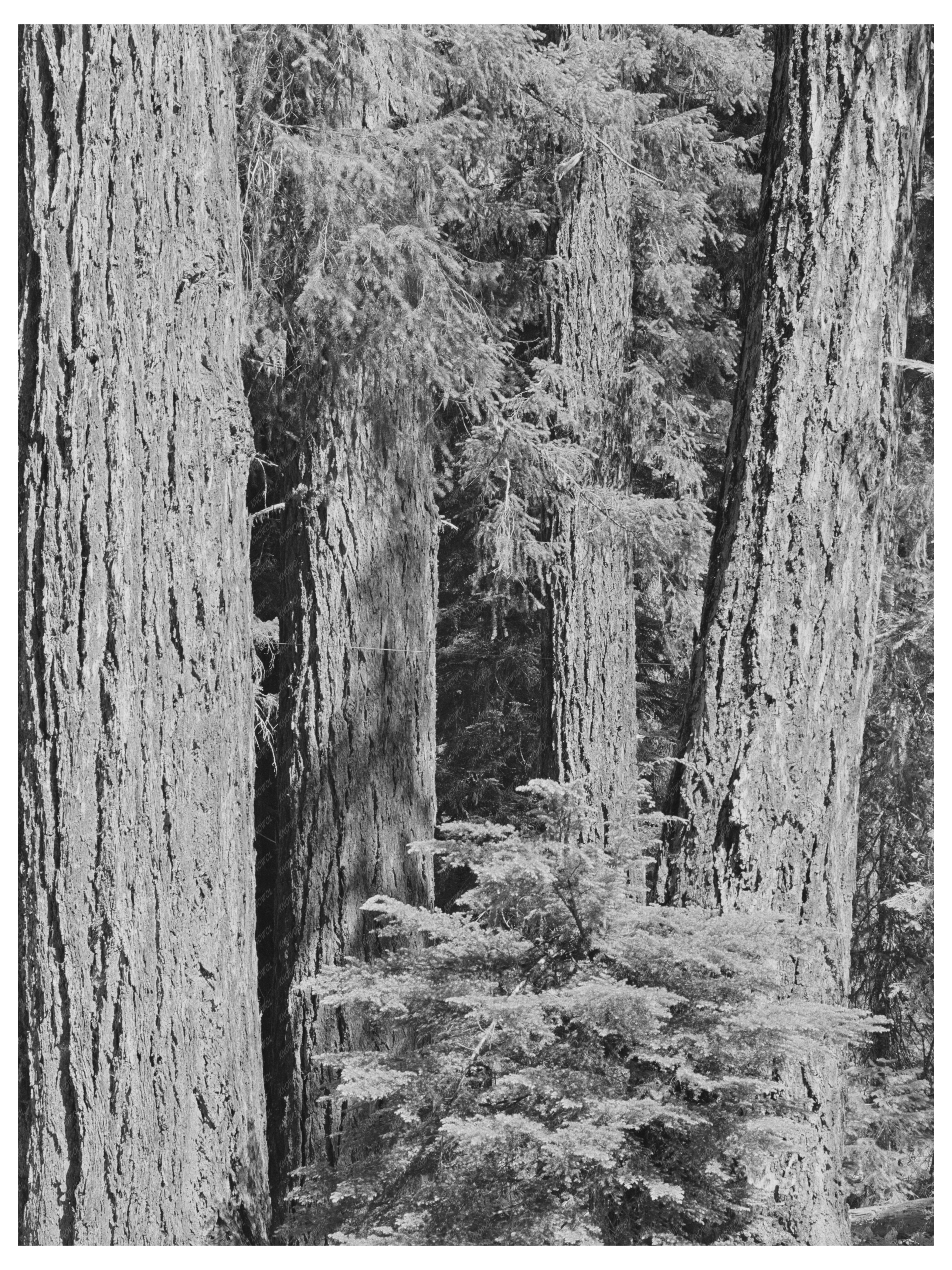 Timber View Rogue River National Forest Oregon 1942