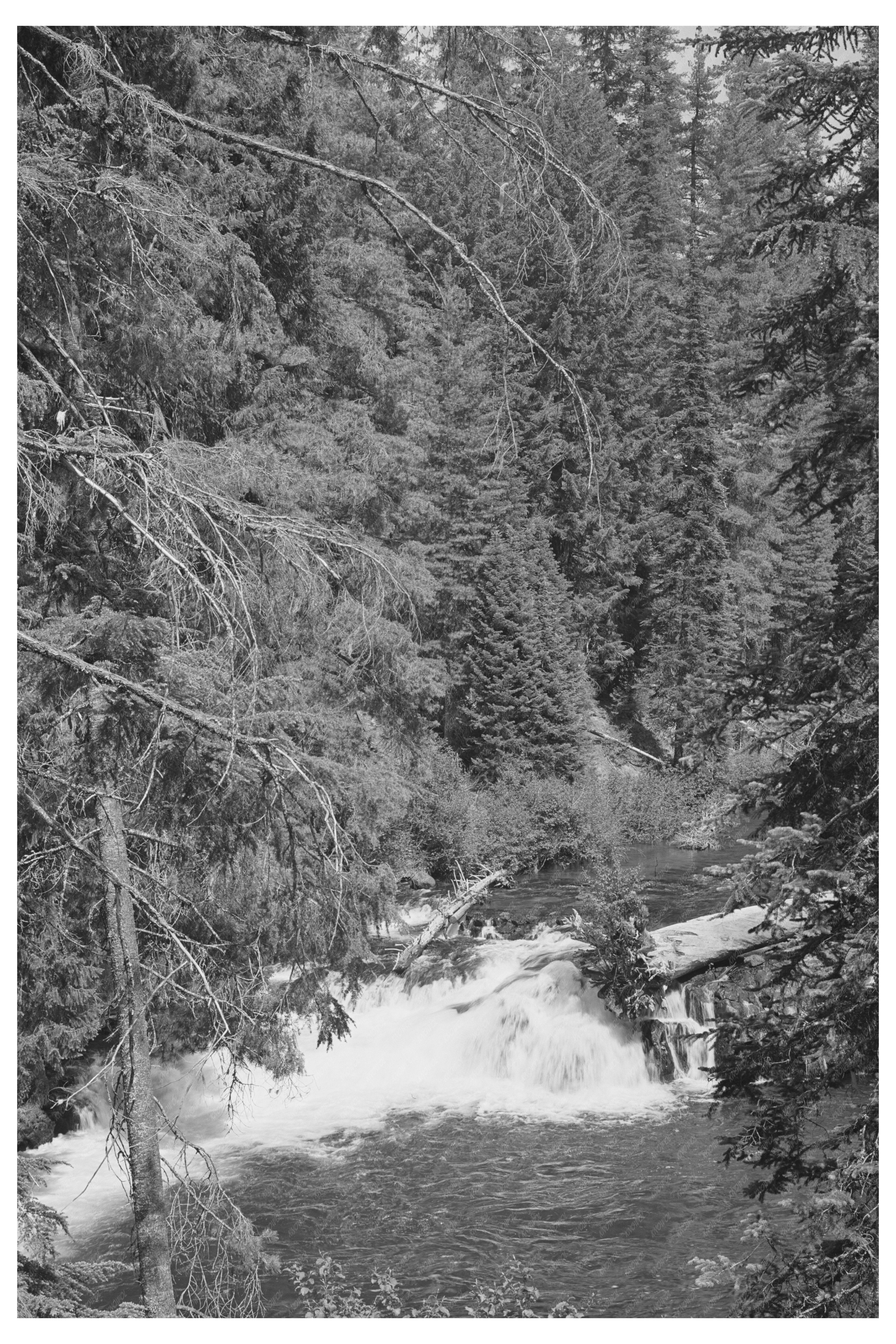 Rogue River National Forest Oregon July 1942 Photo