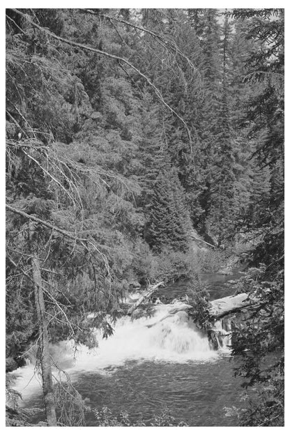 Rogue River National Forest Oregon July 1942 Photo