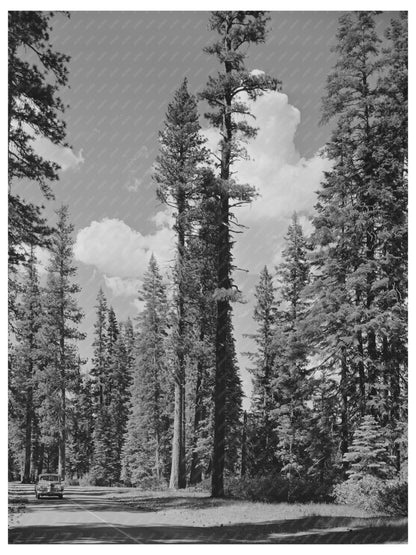 Rogue River National Forest Highway 62 Oregon July 1942