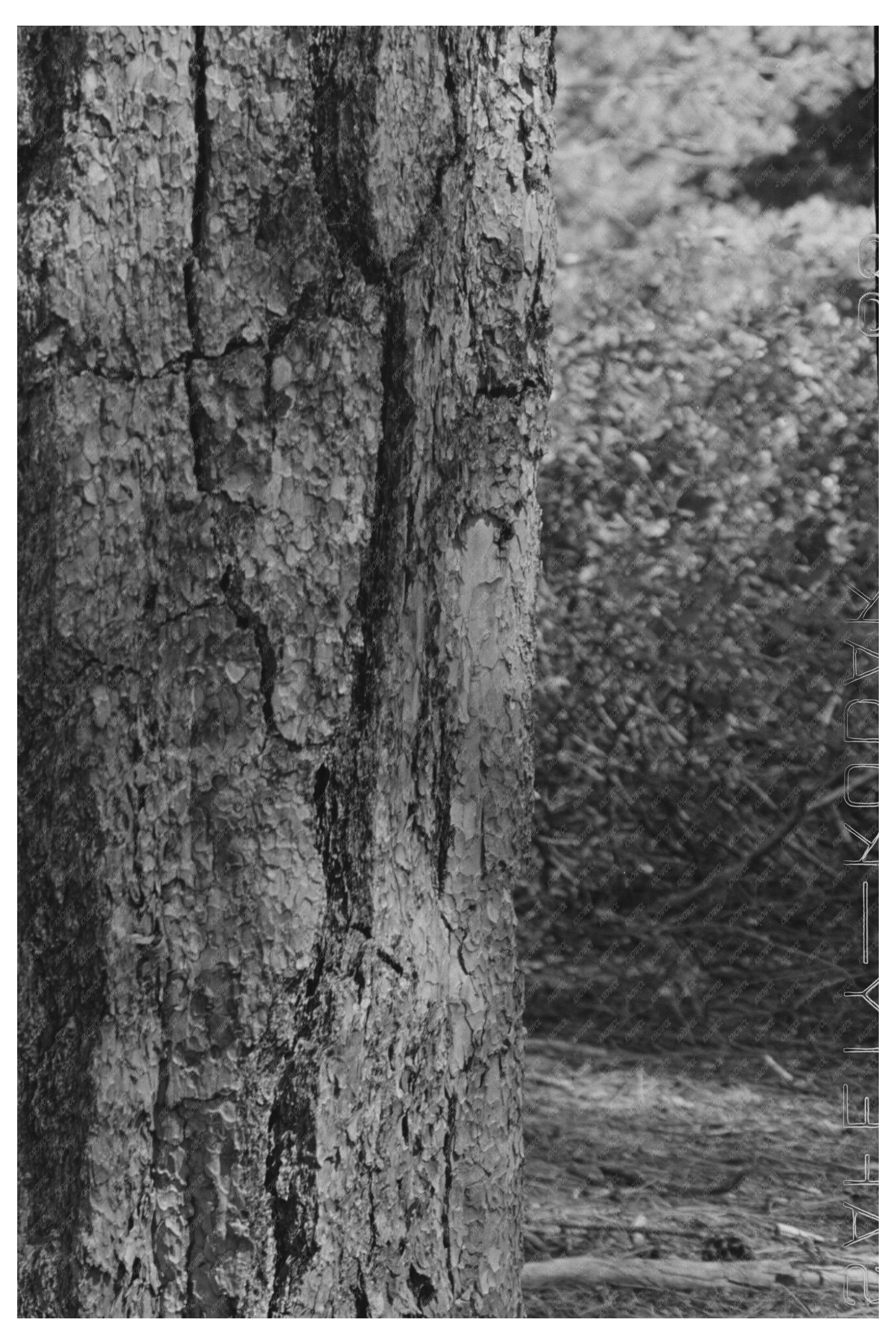 Ponderosa Pine and Young Tree Rogue River National Forest 1942