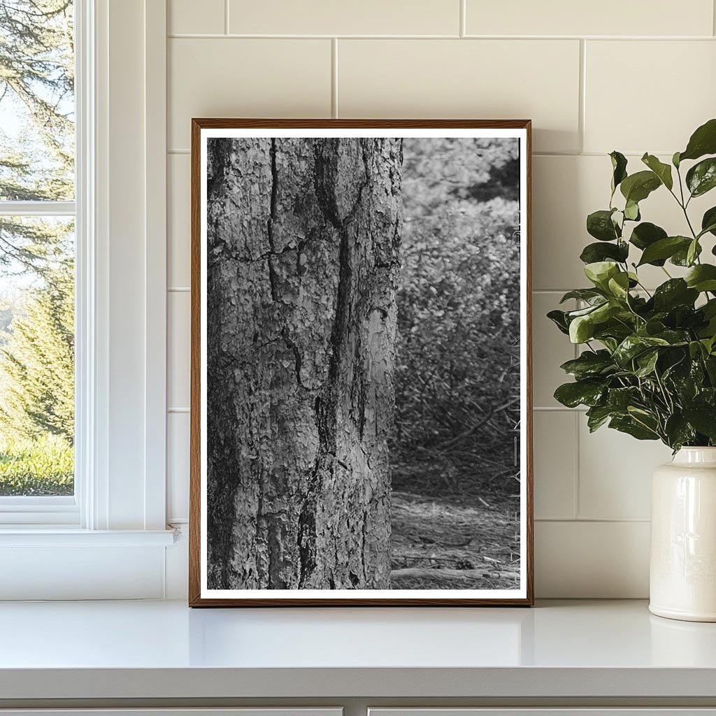 Ponderosa Pine and Young Tree Rogue River National Forest 1942