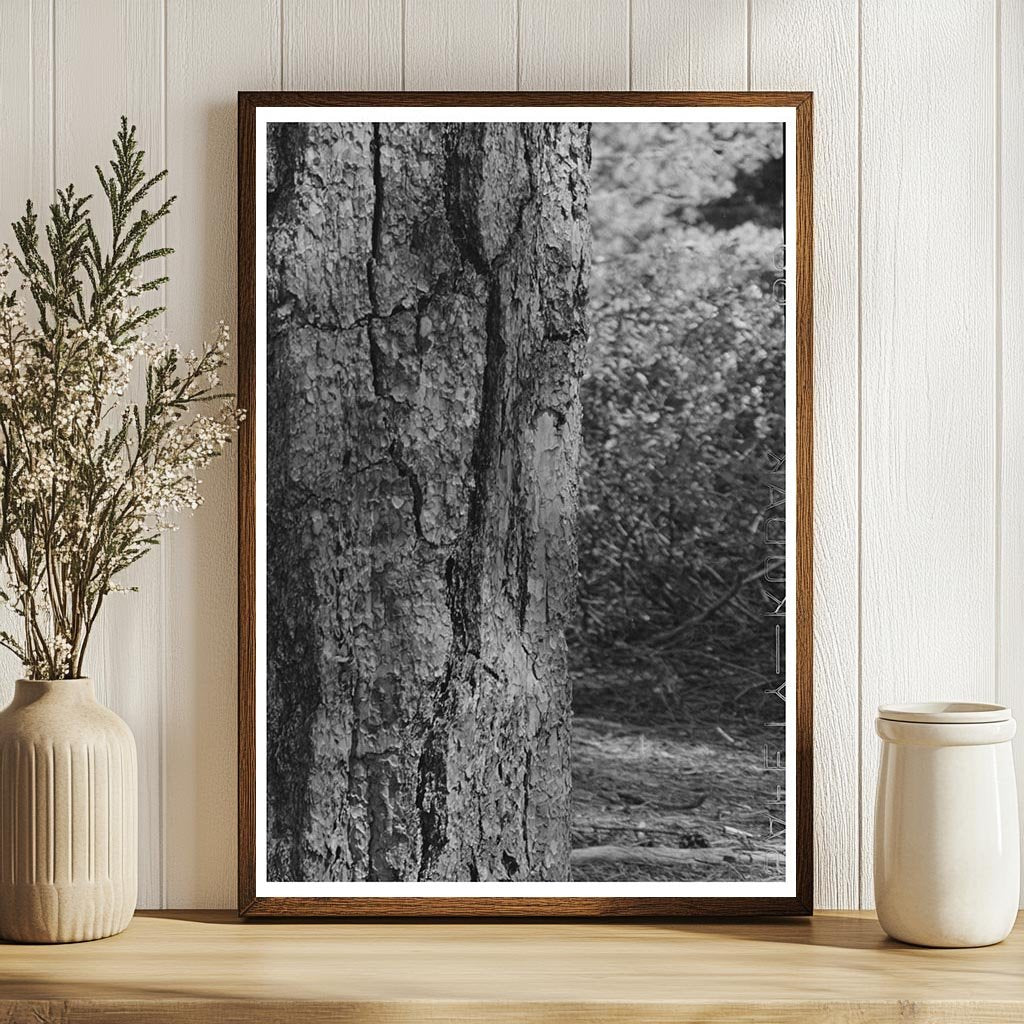 Ponderosa Pine and Young Tree Rogue River National Forest 1942