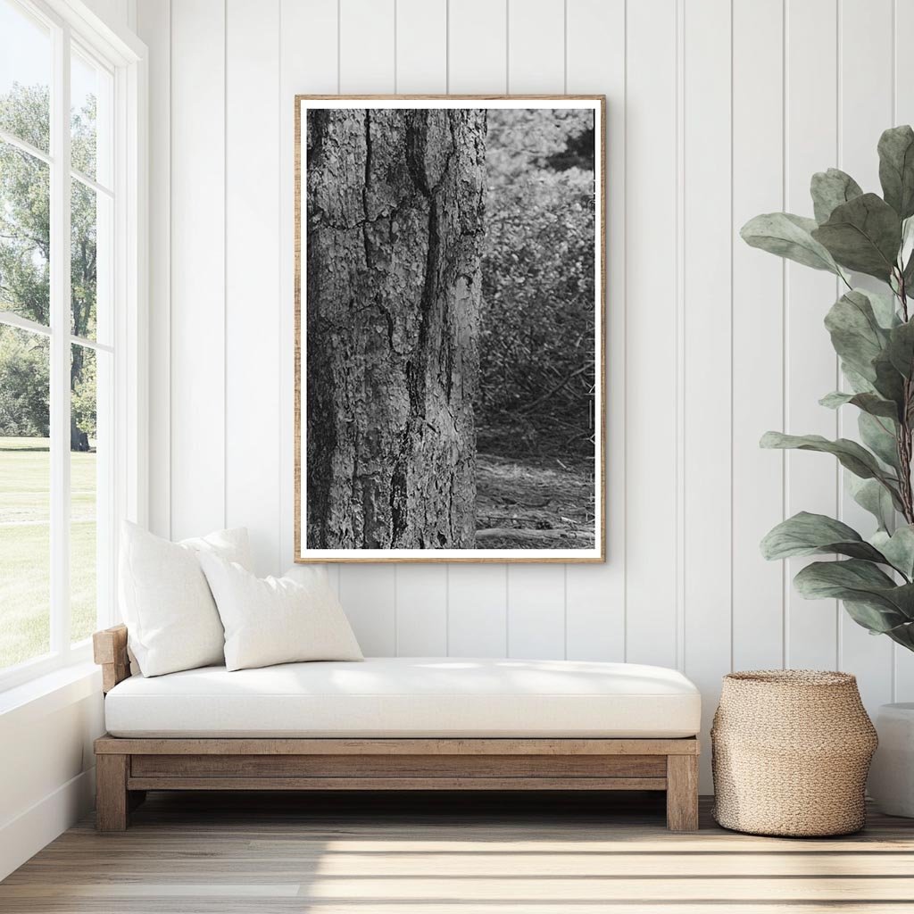 Ponderosa Pine and Young Tree Rogue River National Forest 1942