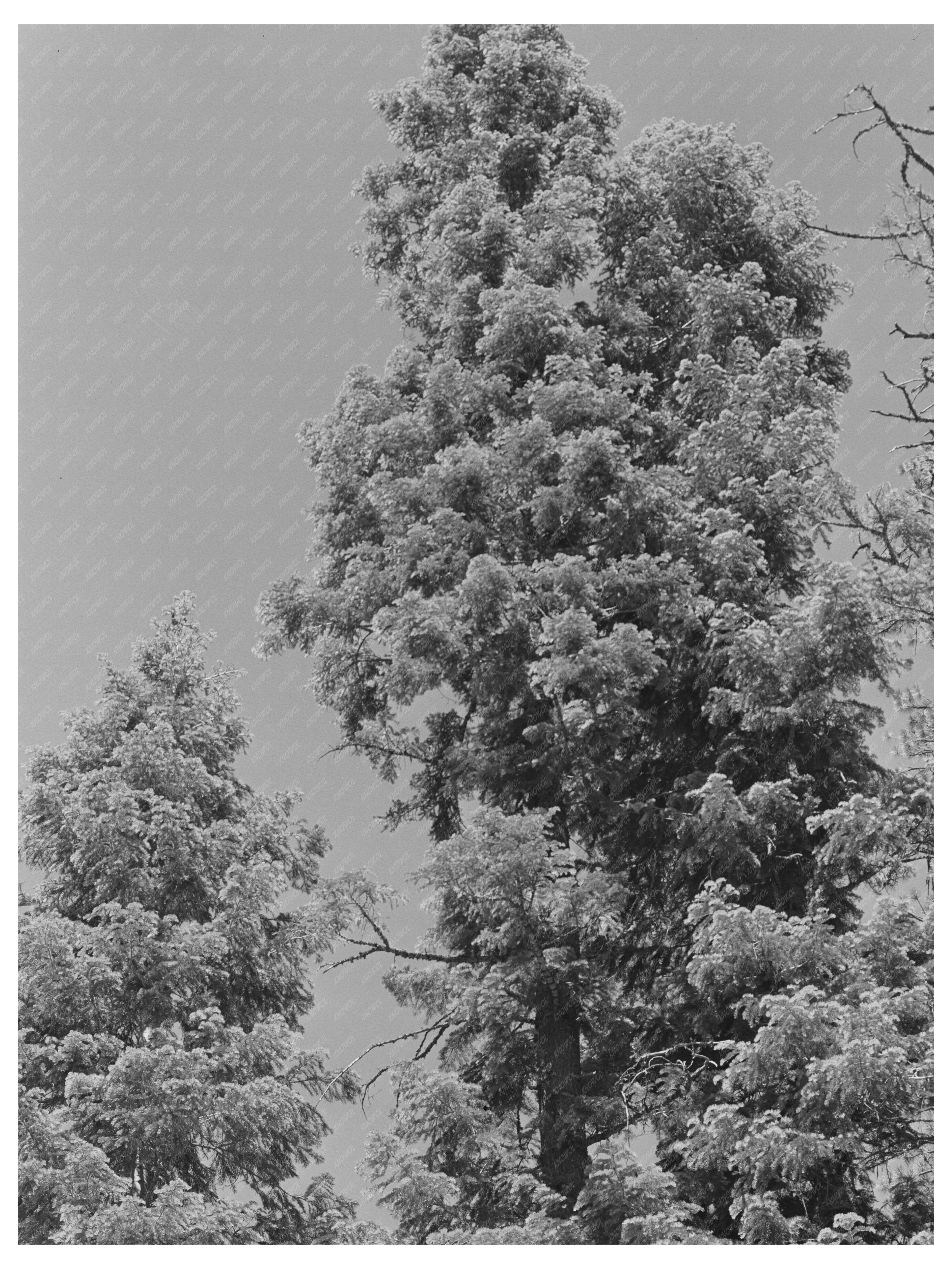 Tall Trees in Rogue River National Forest July 1942