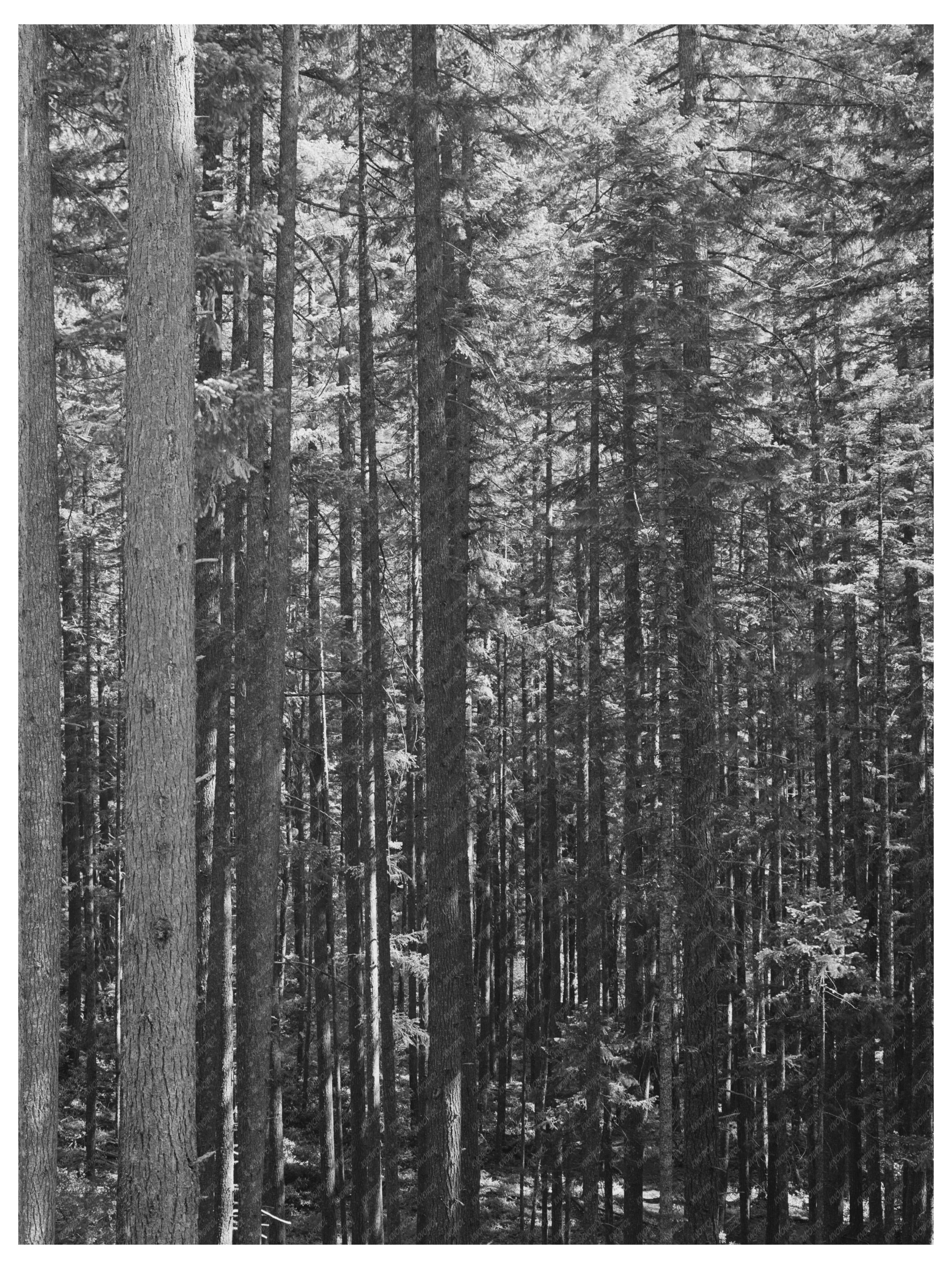 Willamette National Forest Oregon July 1942 Image