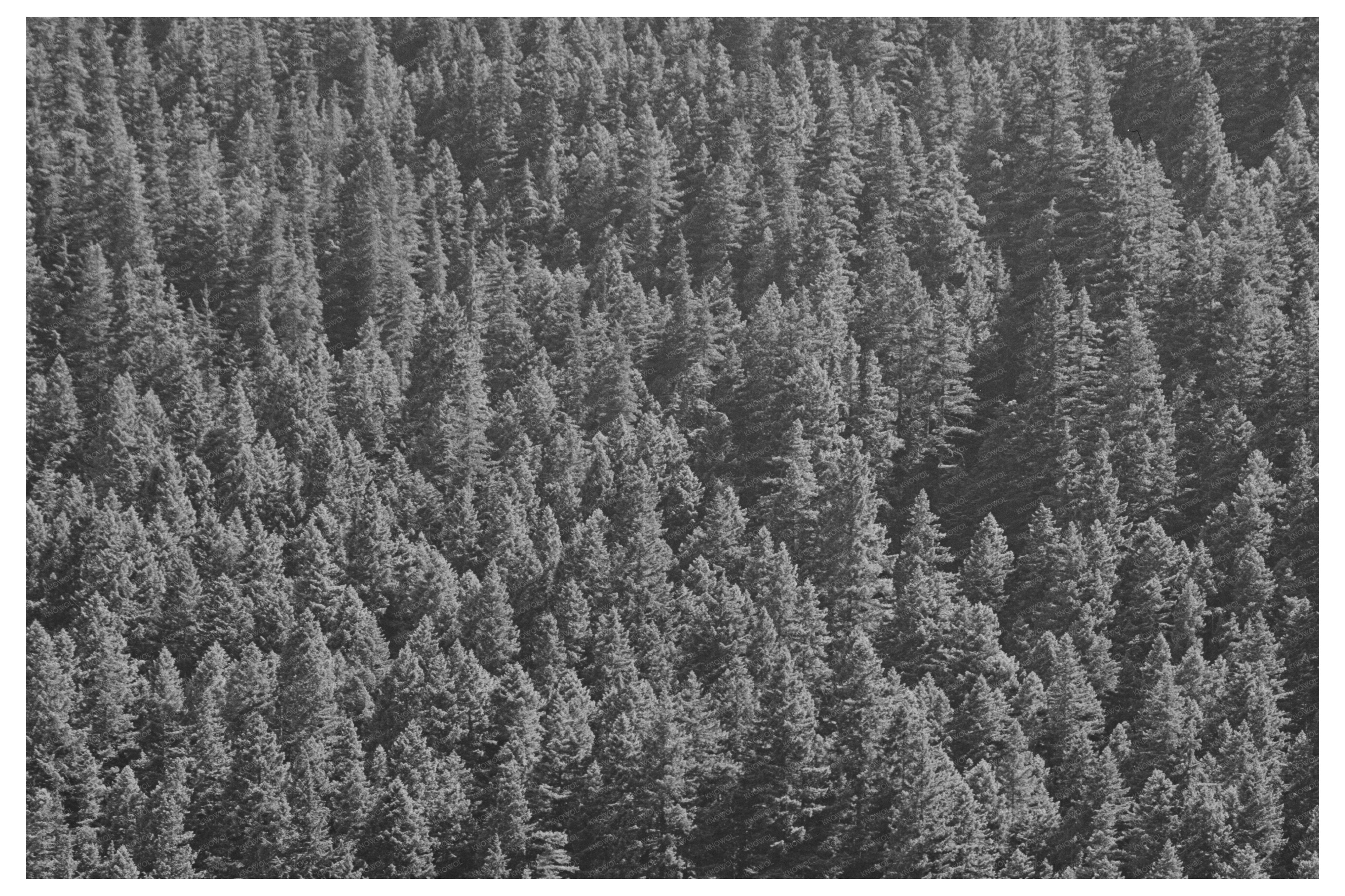 Willamette National Forest Oregon July 1942 Landscape Photo