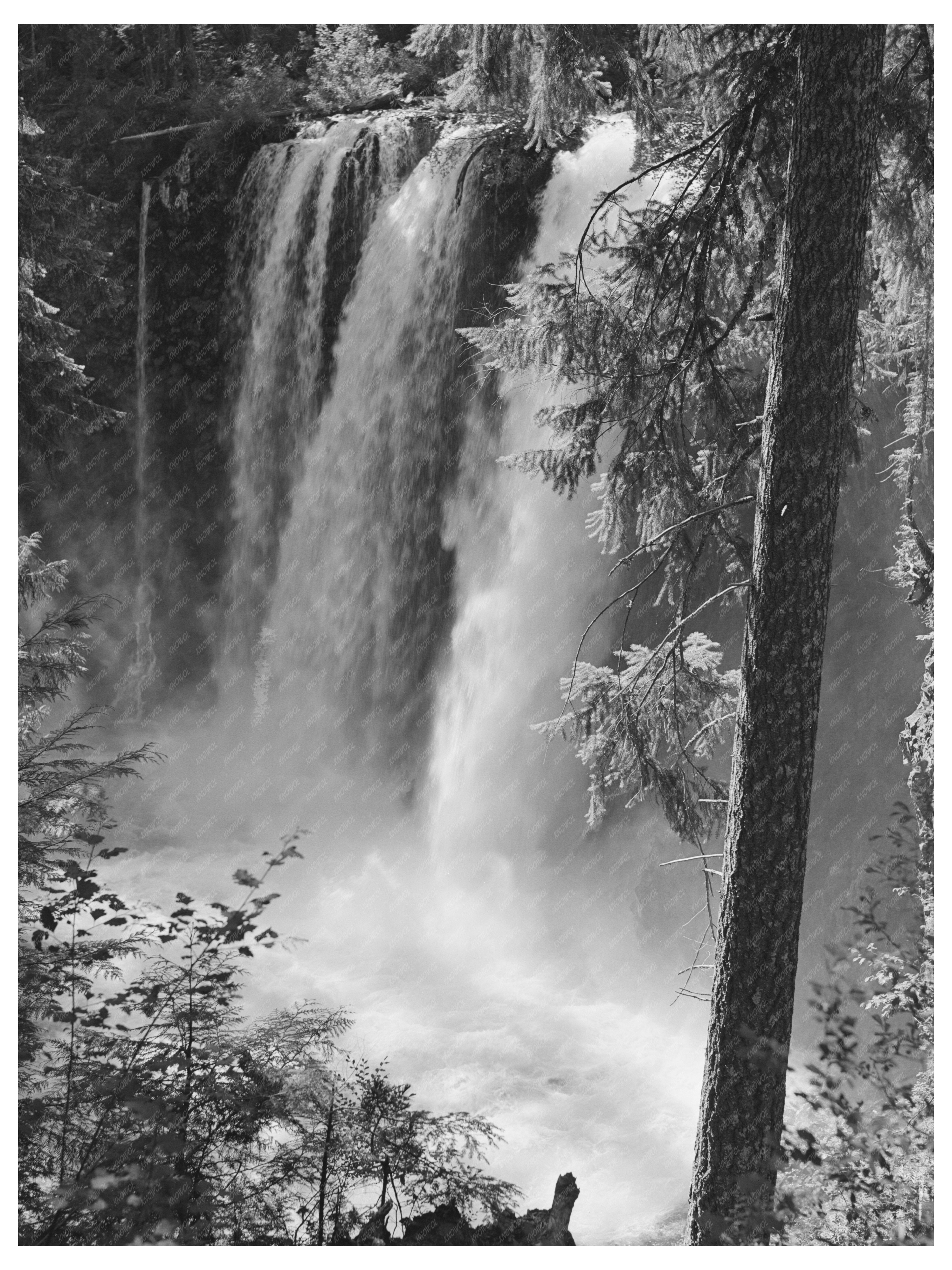 Tamolitsh Falls McKenzie River Oregon July 1942