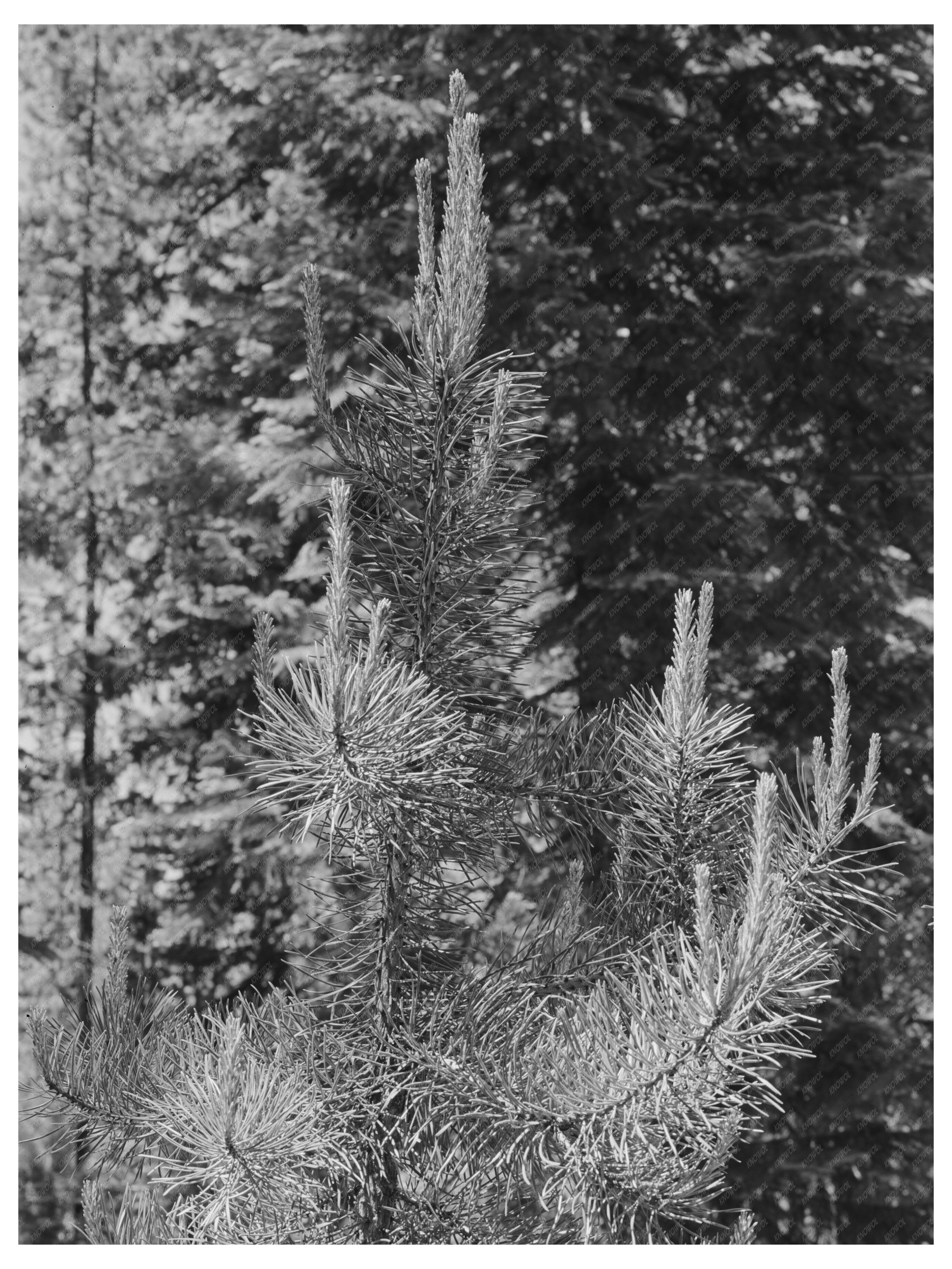 Pine Tree Detail Rogue River National Forest Oregon 1942