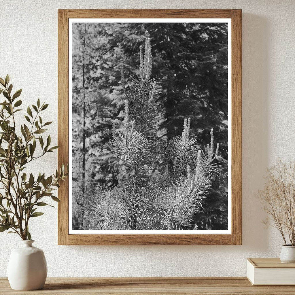 Pine Tree Detail Rogue River National Forest Oregon 1942