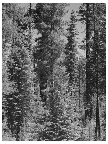 Rogue River National Forest Oregon July 1942 Vintage Photo