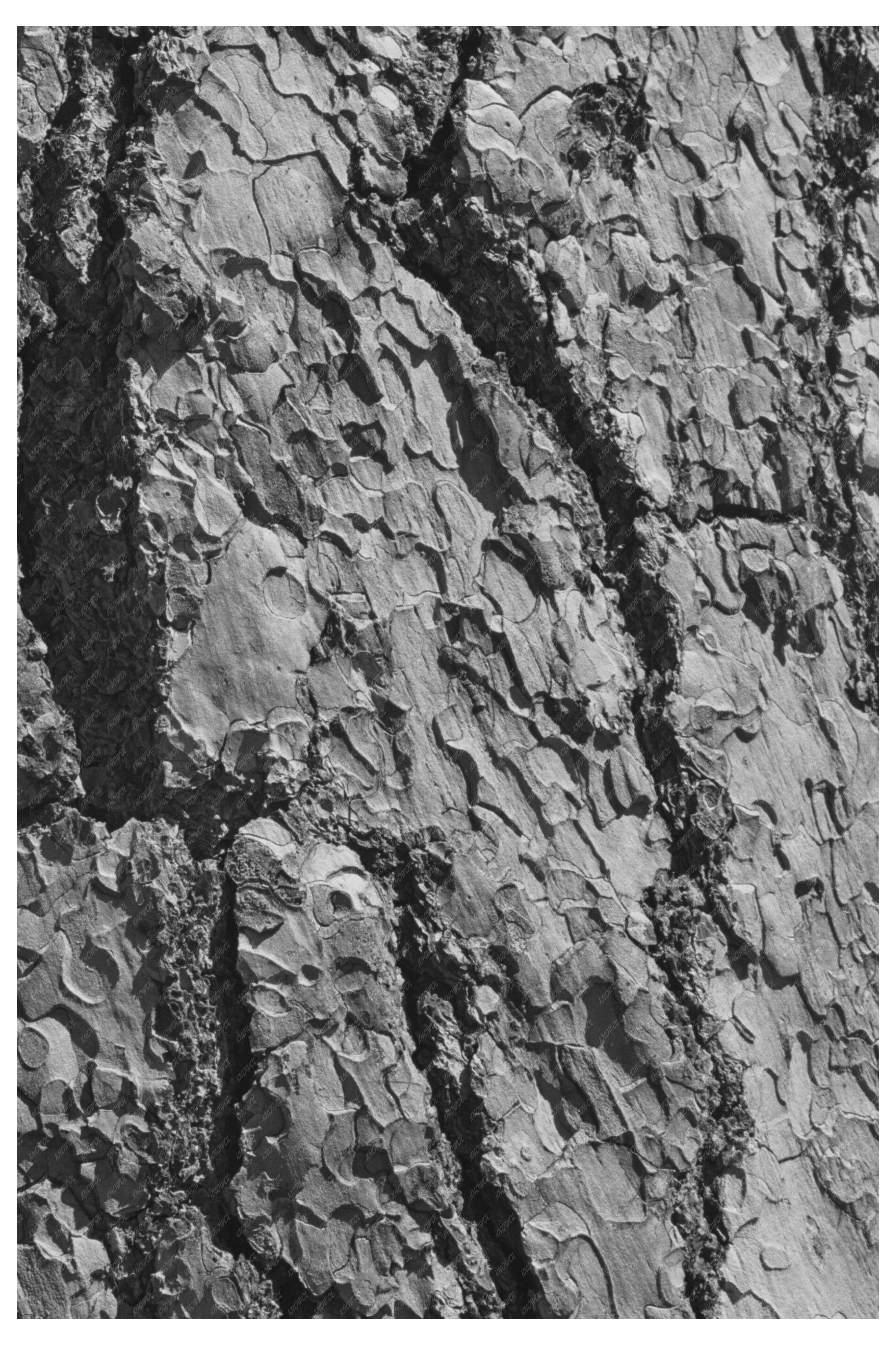 Pine Tree Bark Detail Rogue River National Forest 1942