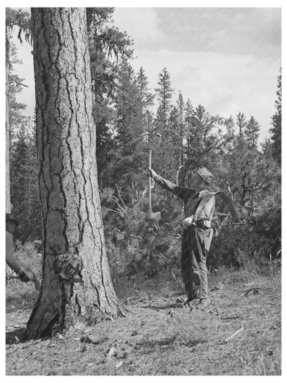 Lumberjack Sighting Tree in Malheur National Forest 1942