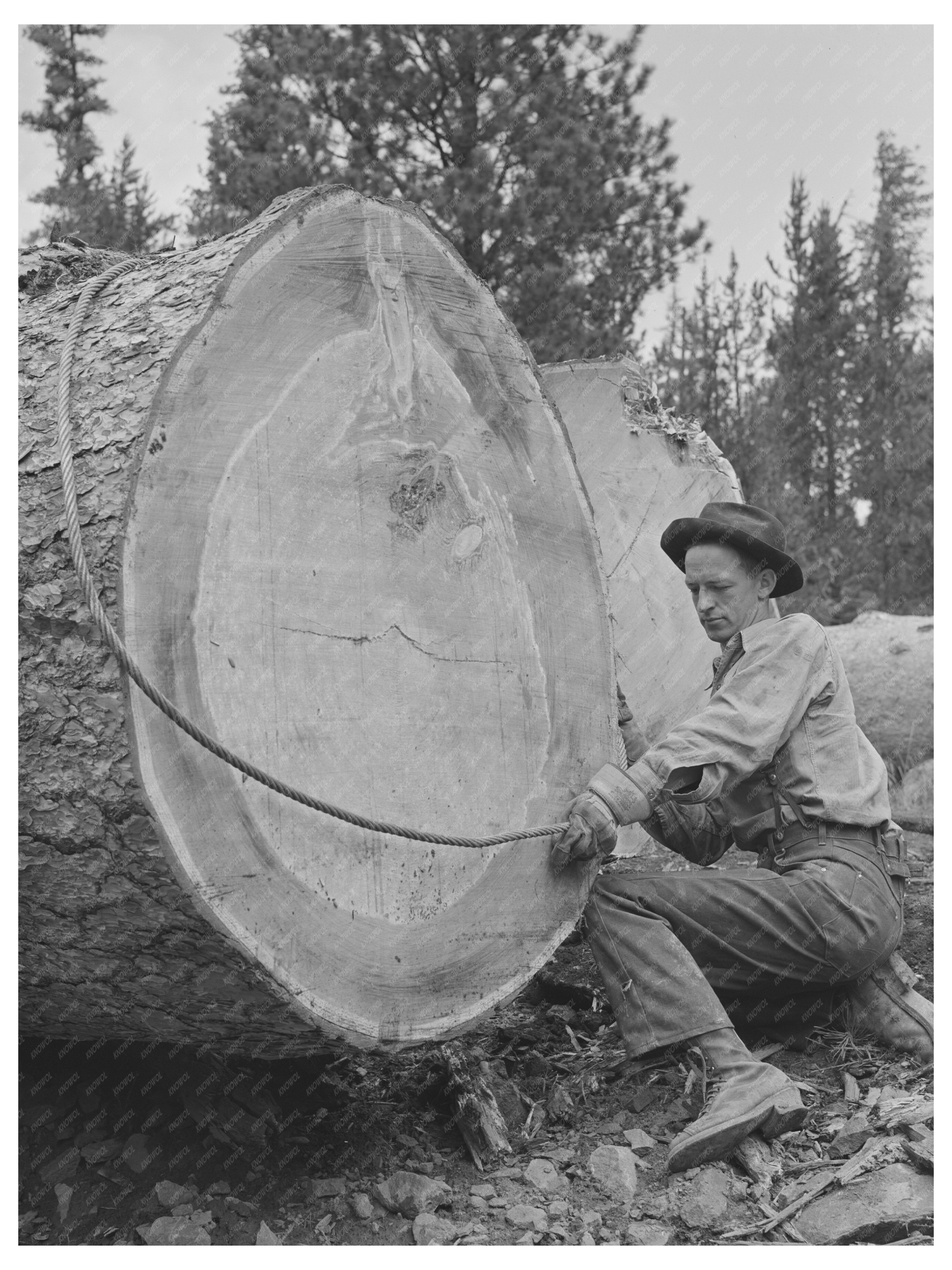 Lumberjack Working in Malheur National Forest July 1942