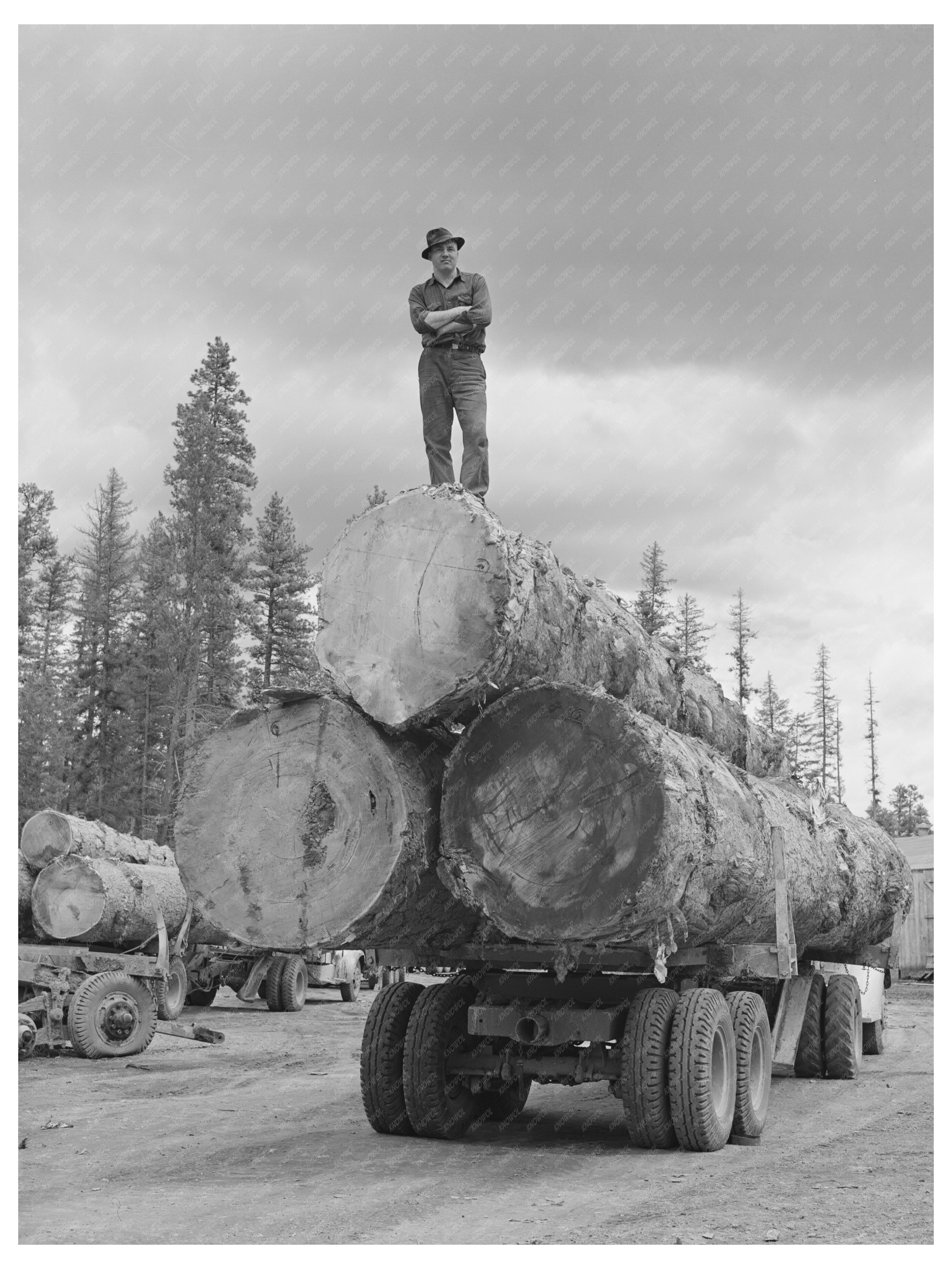 Lumberjack on Truckload of Logs Malheur National Forest 1942