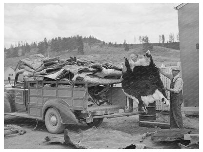 Cattle Hides Loading Truck Seneca Oregon July 1942