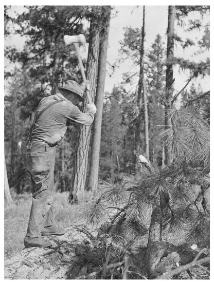 Chopping Branches in Malheur National Forest 1942