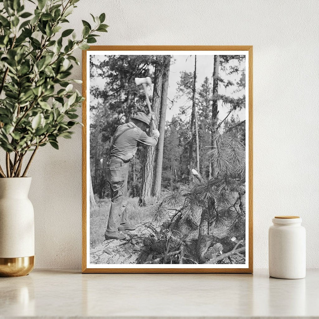 Chopping Branches in Malheur National Forest 1942