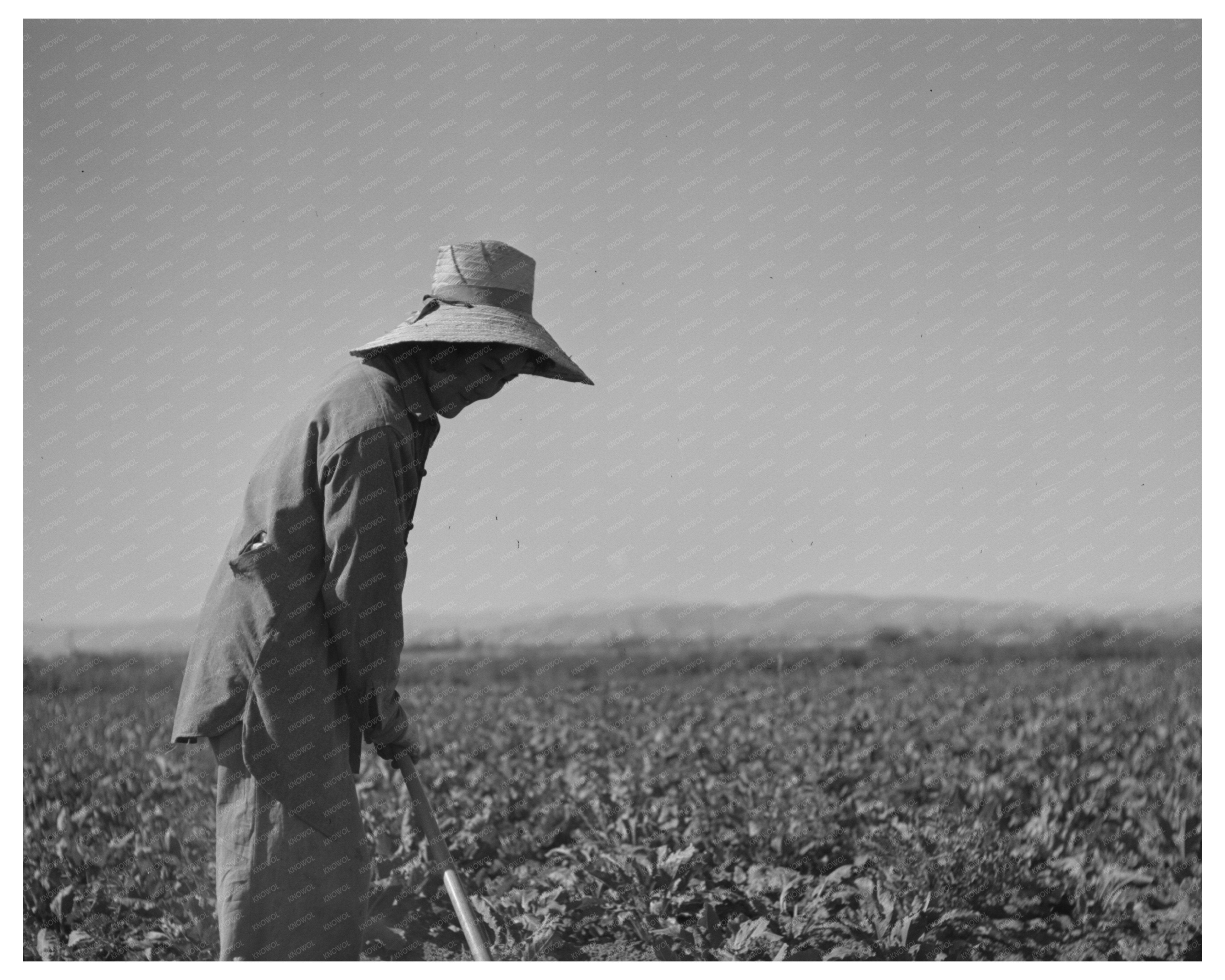 Japanese-American Farm Worker Mobile Camp July 1942