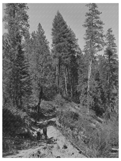 Ola Idaho Self-Help Cooperative Road Project July 1942