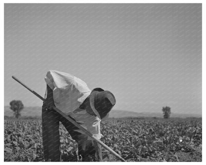 Japanese-Americans Hoeing Sugar Beets Idaho July 1942