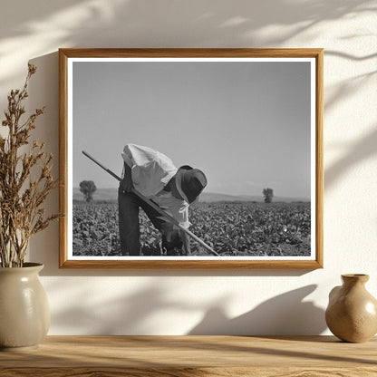 Japanese-Americans Hoeing Sugar Beets Idaho July 1942