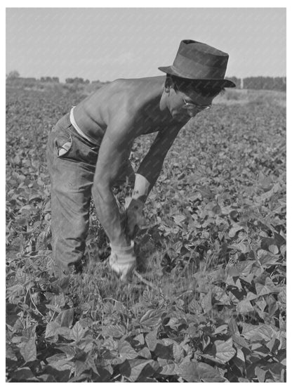 Japanese-Americans Weeding Beans in Idaho July 1942