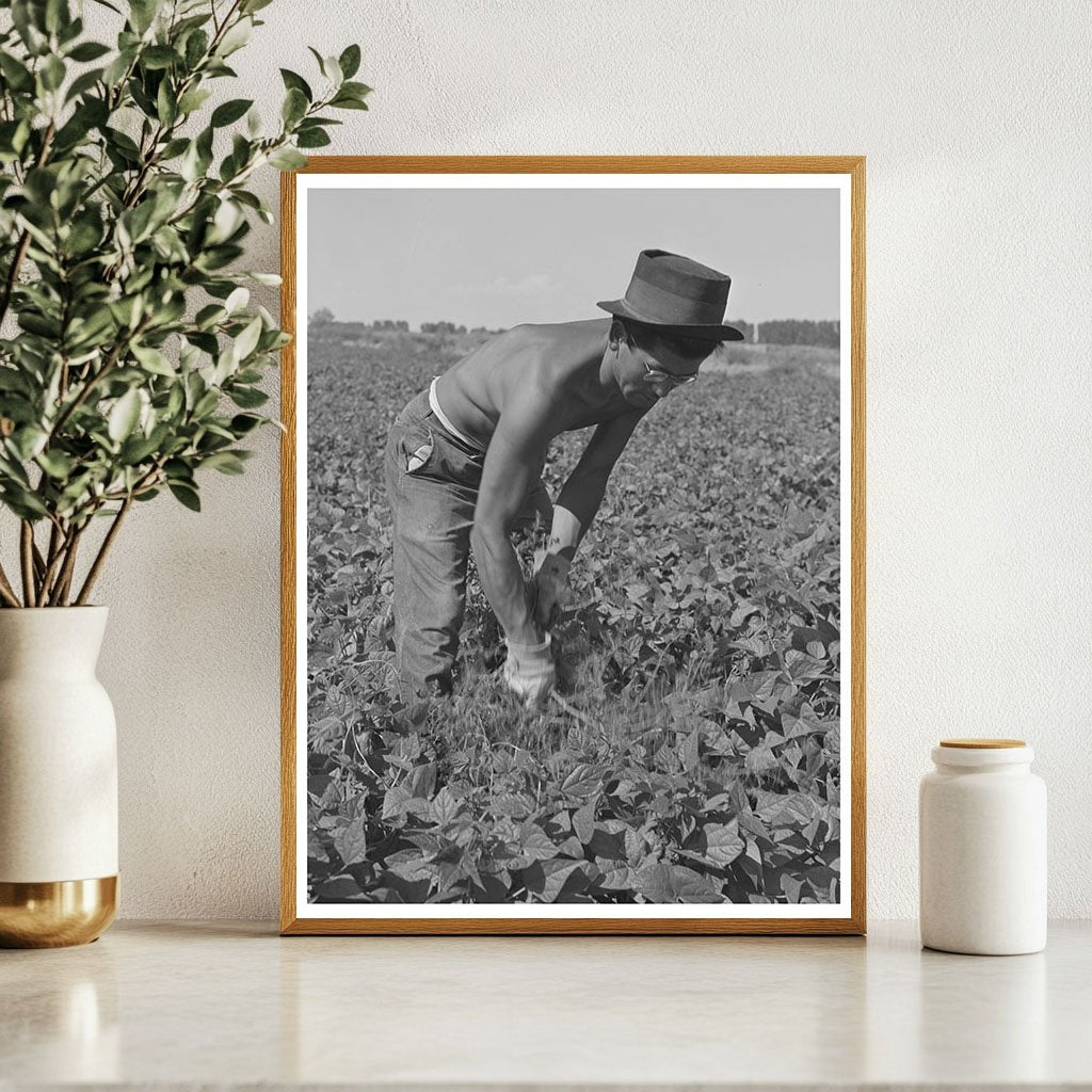 Japanese-Americans Weeding Beans in Idaho July 1942