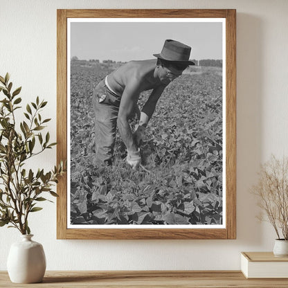 Japanese-Americans Weeding Beans in Idaho July 1942