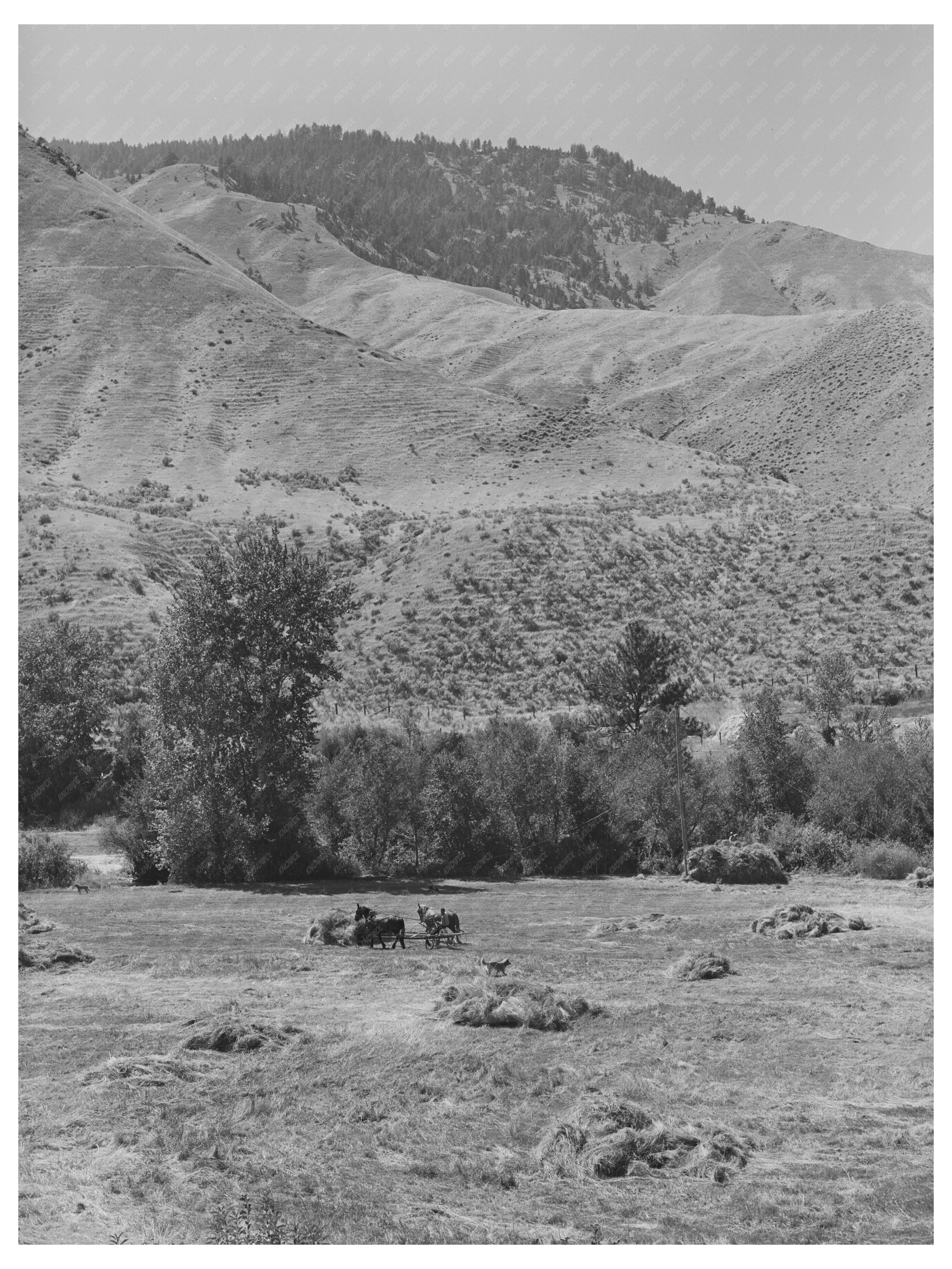 Haying Operation in Lemhi County Idaho August 1942