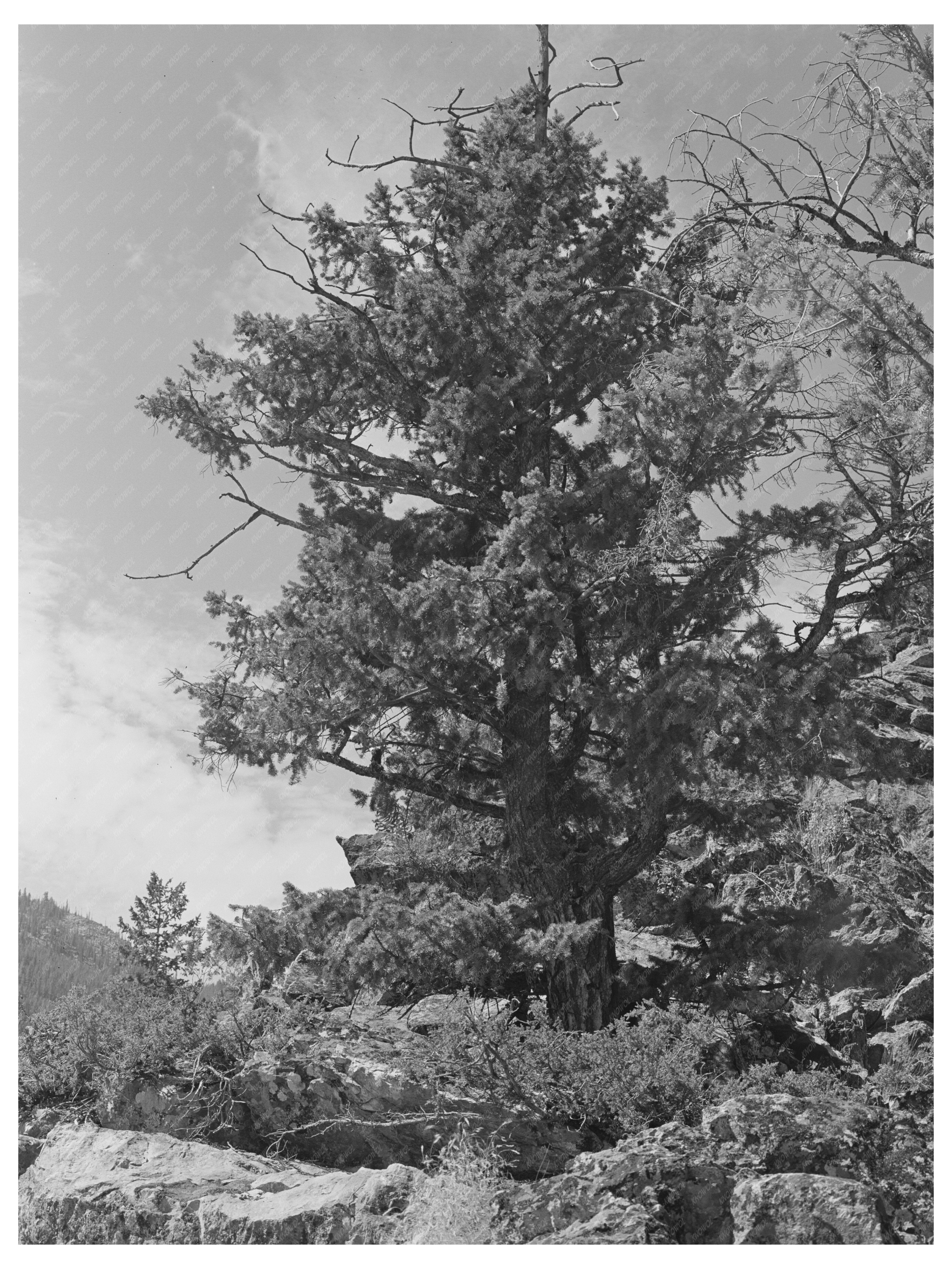 Salmon River Mountains Idaho 1942 Vintage Photograph