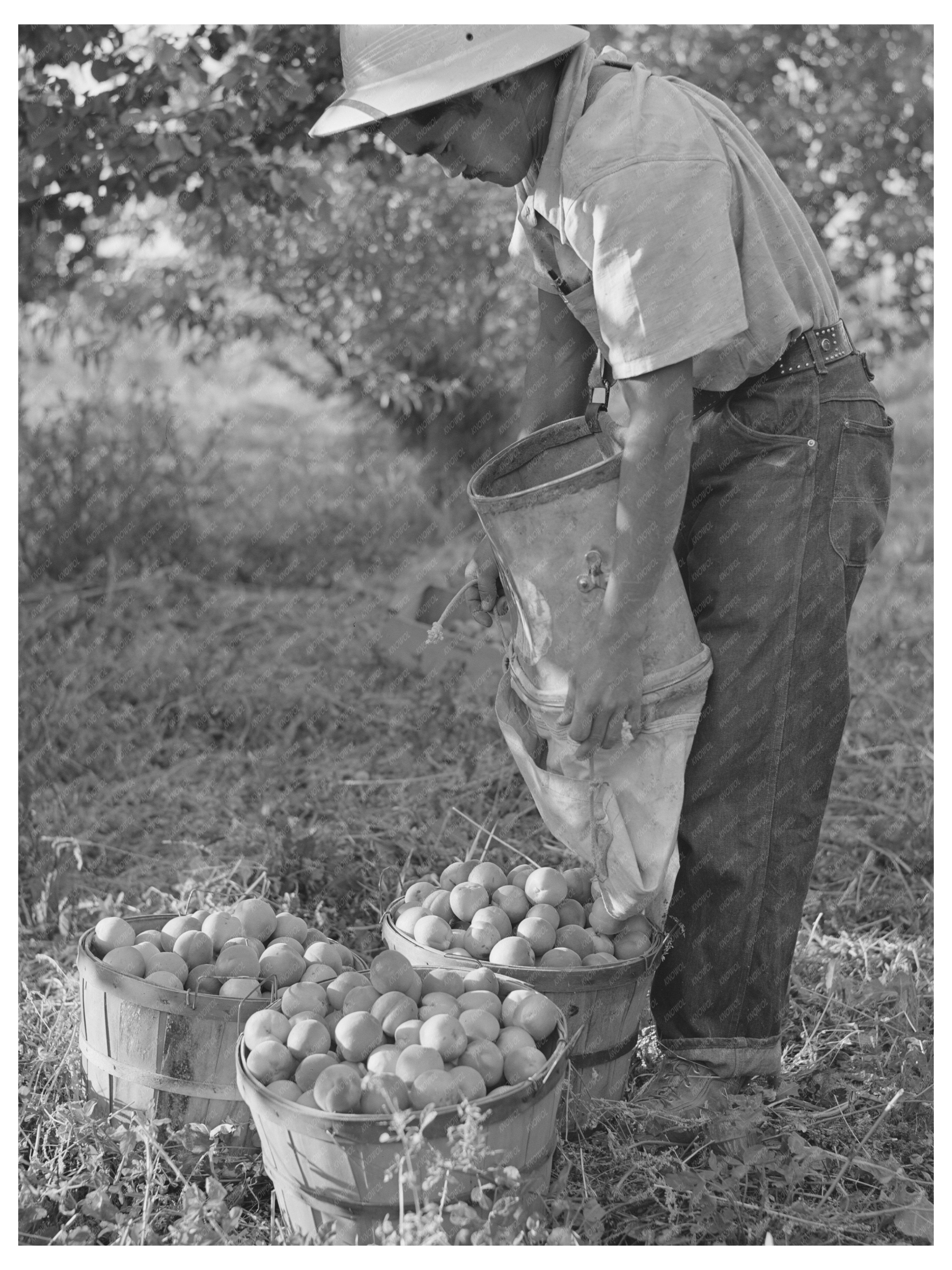 Japanese-American Farm Worker in Idaho 1942