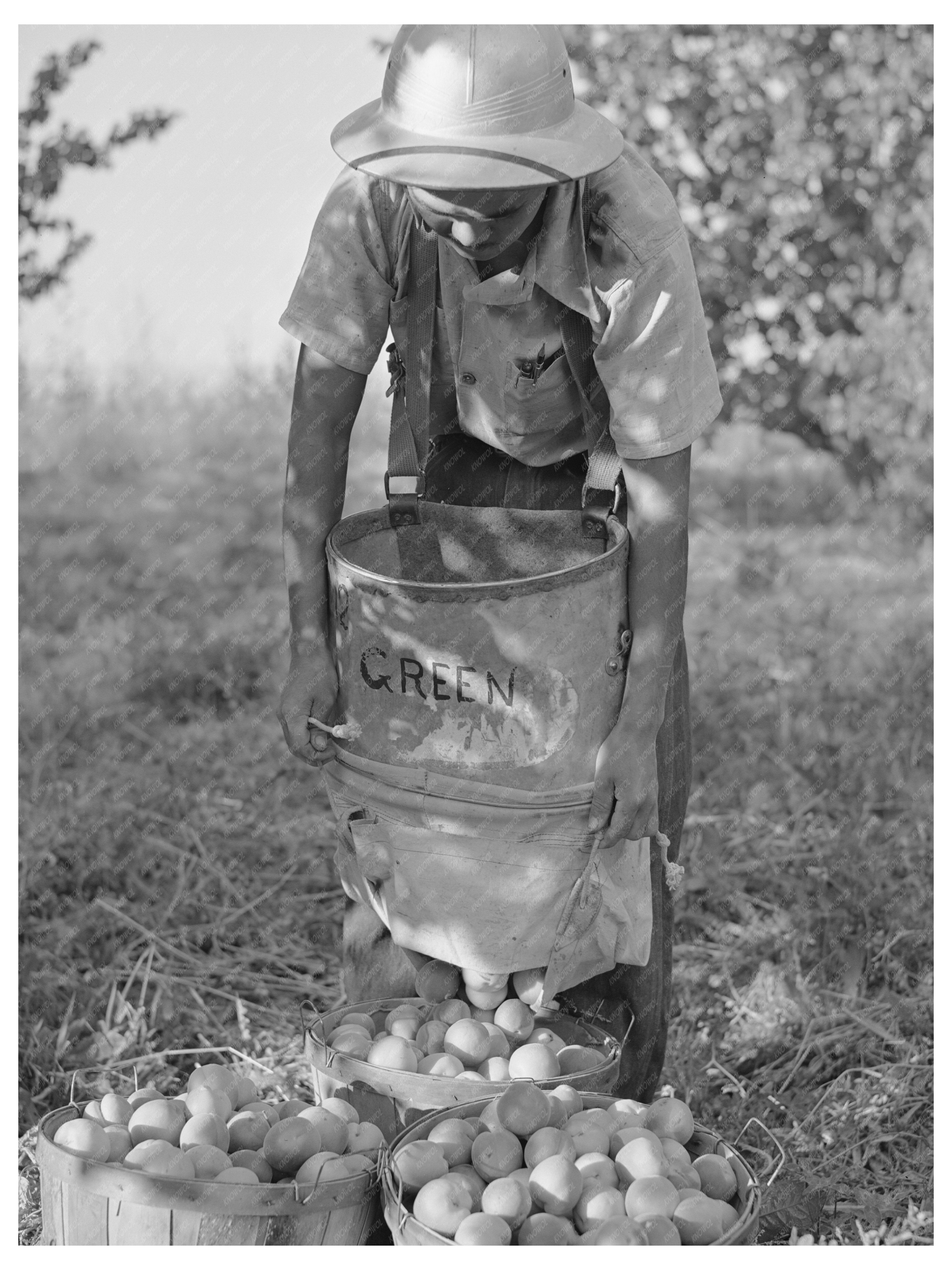 Japanese-American Farm Worker with Apricots Idaho 1942