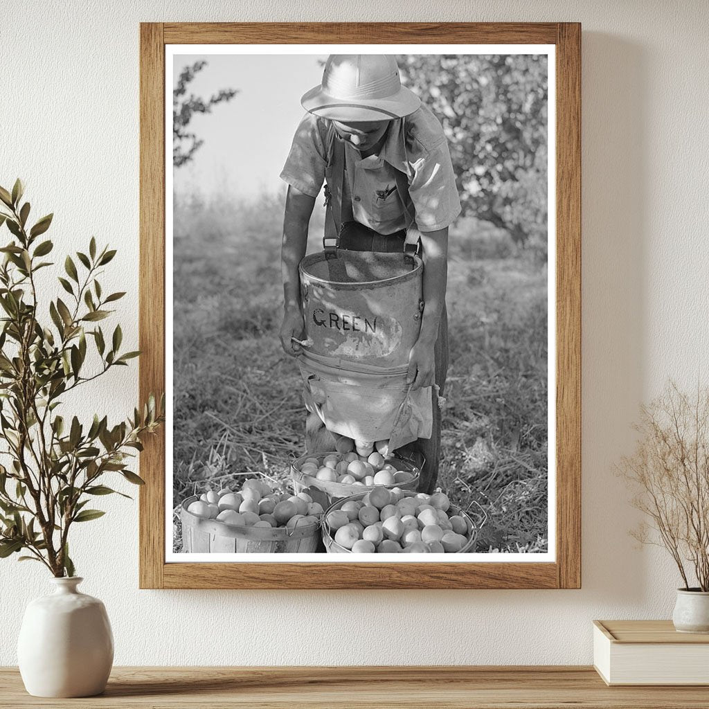 Japanese-American Farm Worker with Apricots Idaho 1942