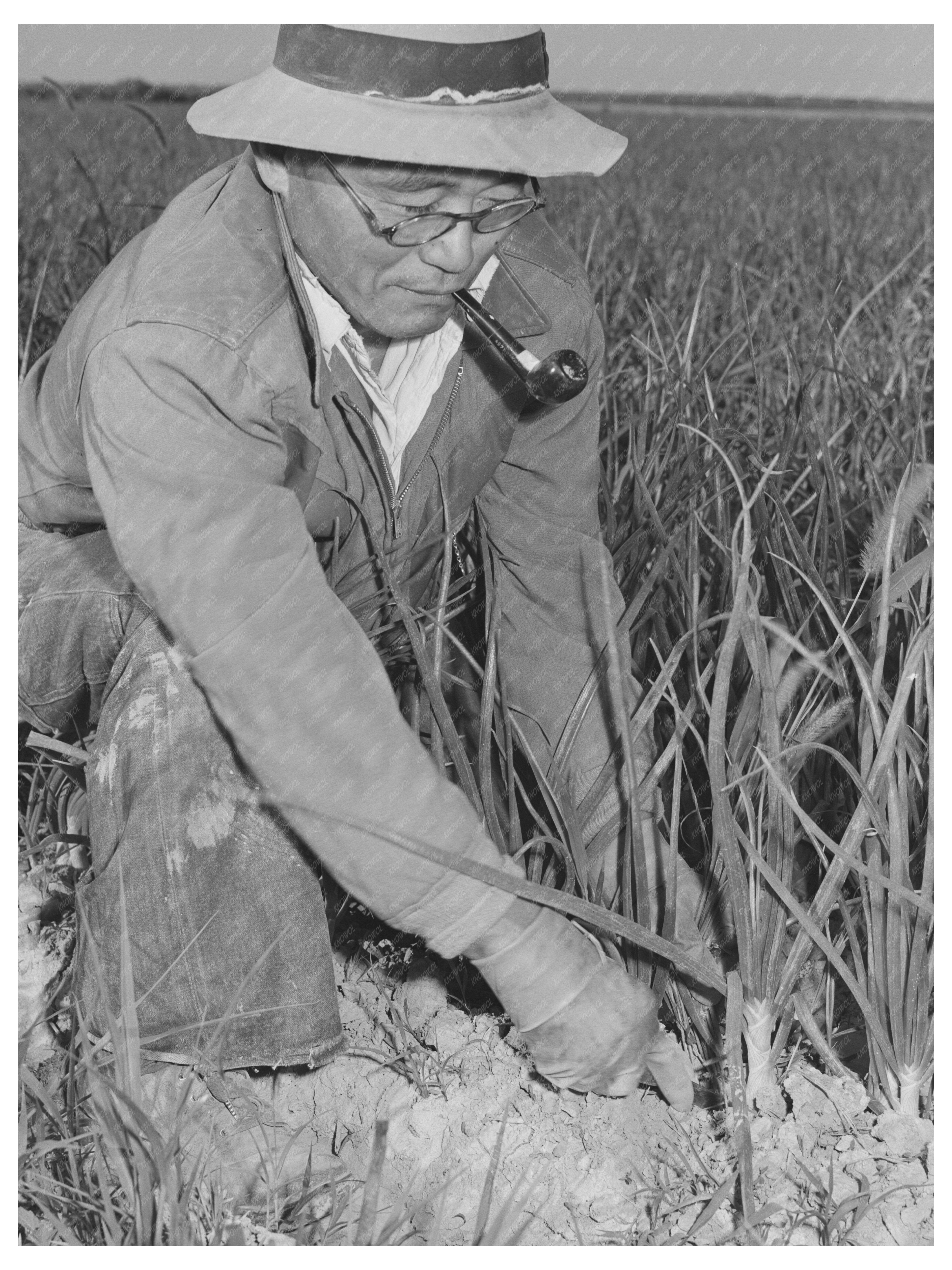 Japanese-American Farm Workers Weeding Onions 1942