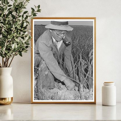 Japanese-American Farm Workers Weeding Onions 1942