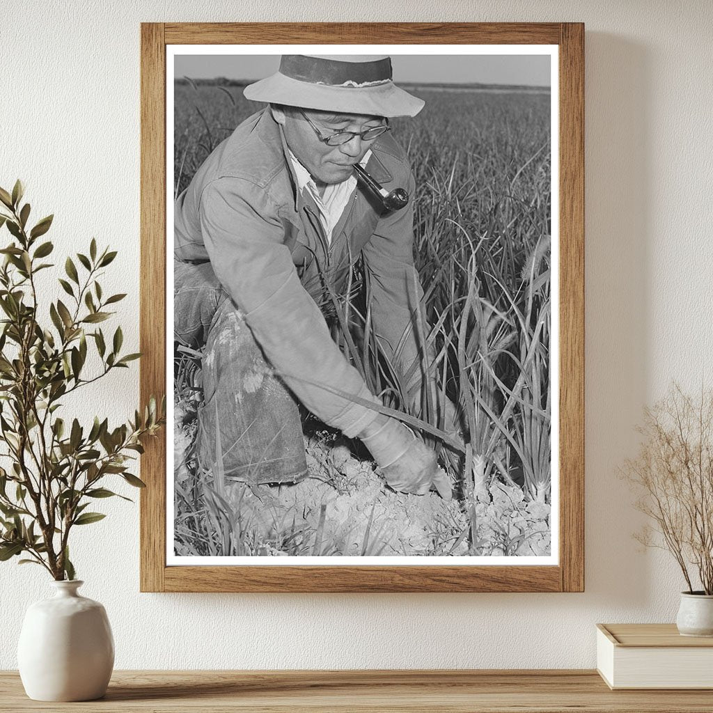 Japanese-American Farm Workers Weeding Onions 1942