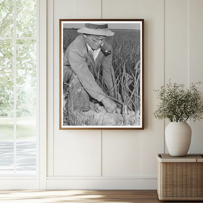 Japanese-American Farm Workers Weeding Onions 1942