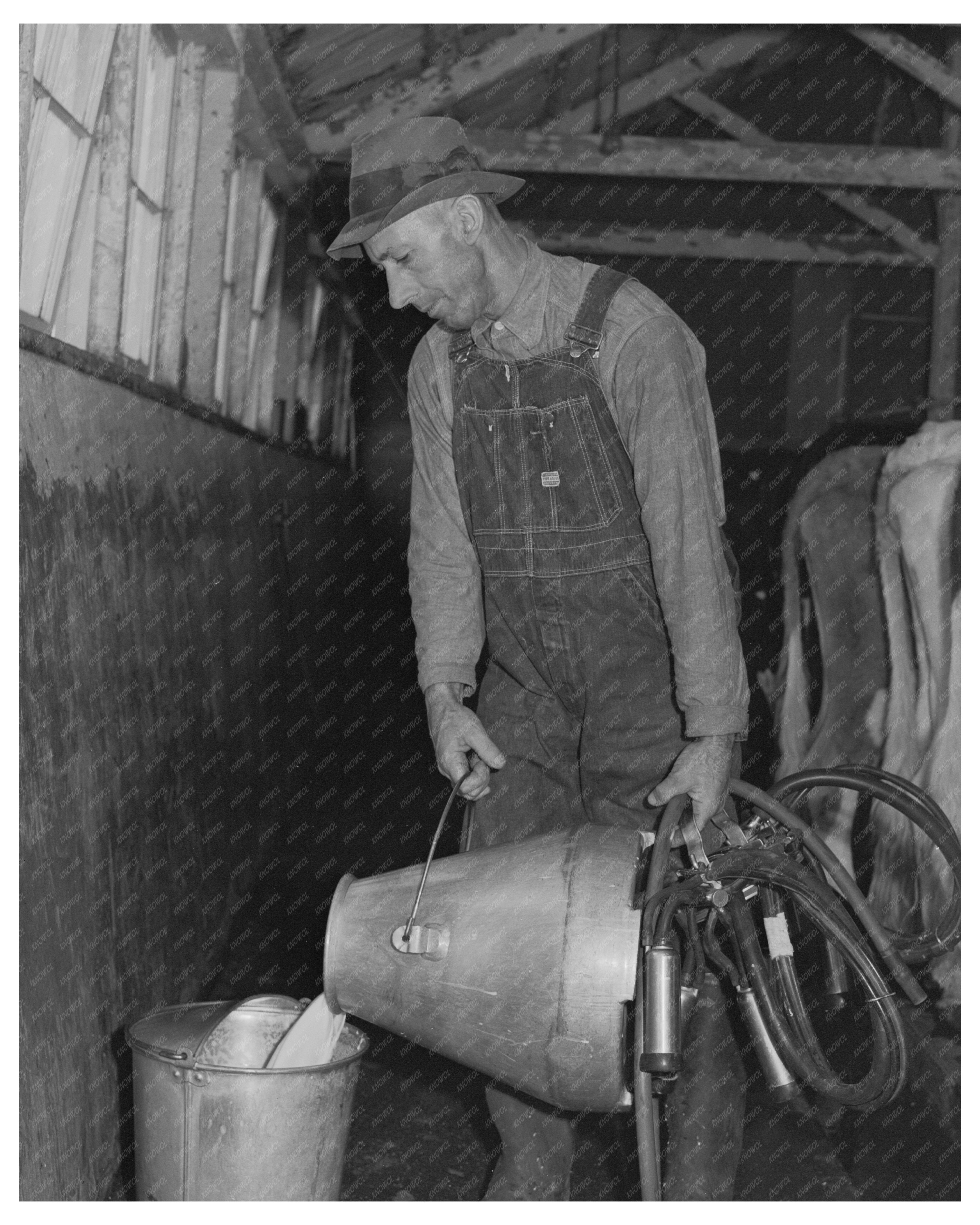 Man Working on Dairy Farm in San Leandro 1942