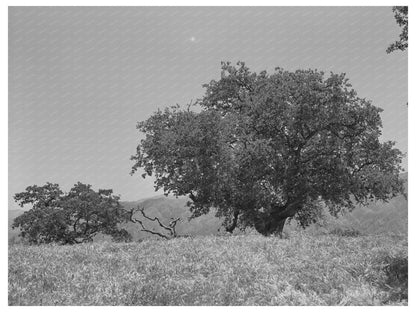 Kern County California Mountains Vintage Photo May 1942