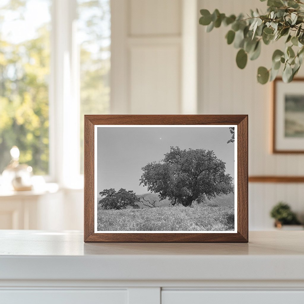 Kern County California Mountains Vintage Photo May 1942