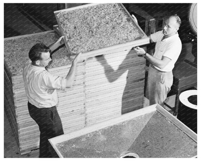 Dehydrated Cabbage Processing June 1942 Albany California