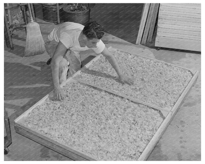 Shredded Cabbage for Dehydration June 1942