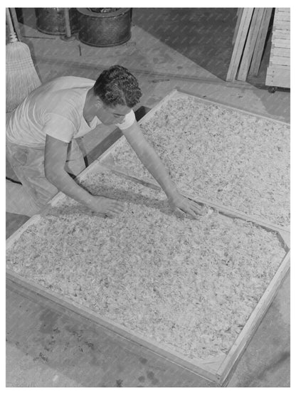 Shredded Cabbage Dehydration at USDA Lab Albany 1942